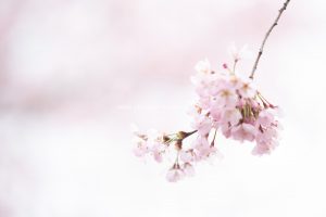 Momente. Frühling, Kirschenblüten, Natur Fotos zum kaufen von Iryna Mathes