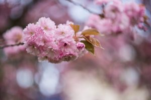 Frühling. Kirschbäume blühen. Natur Photography