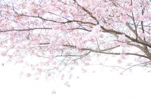 Frühling. Kirschbäume blühen. Natur Photography. Motiv günstig kaufen