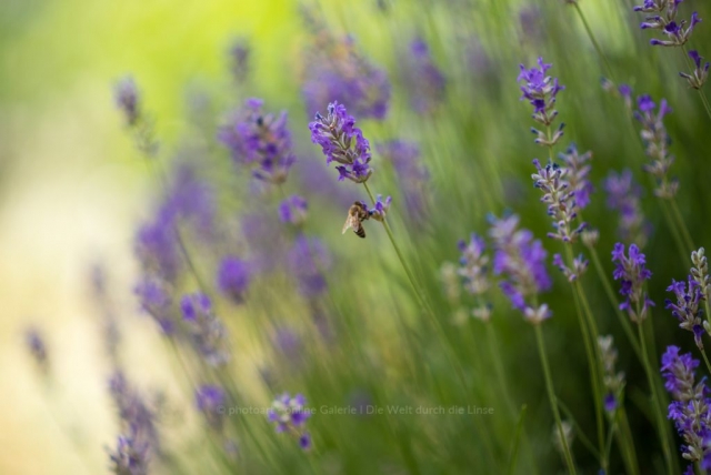 Lavendel. Natur Fotografie Iryna Mathes. Deutschland