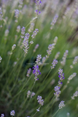 Lavendel. Natur Fotografie Iryna Mathes. Deutschland