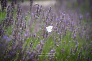Lavendel und Schmetterling. Natur Fotografie . Sommer 2021