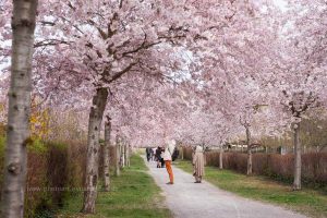 Momente. Frühling, Kirschenblüten, Natur Fotos zum kaufen von Iryna Mathes. Karlsruhe