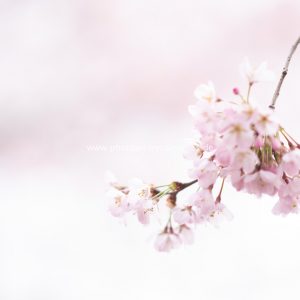 Momente. Frühling, Kirschenblüten, Natur Fotos zum kaufen von Iryna Mathes