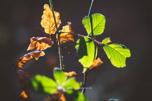 Herbst. Natur Photography. Foto günstig kaufen