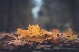 Herbst. Natur Fotografie. Foto günstig kaufen