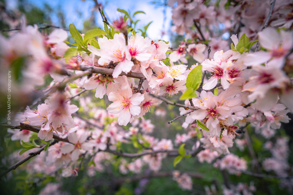 Nahaufnahme von Blumen, Blättern und Zweigen von voll blühenden Kirschbäumen im Frühjahr