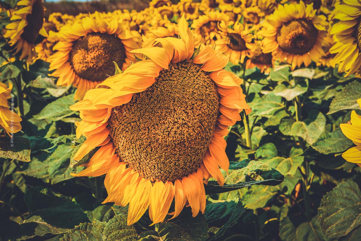 Sonnenblumen. Ukraine. Naturfotografie