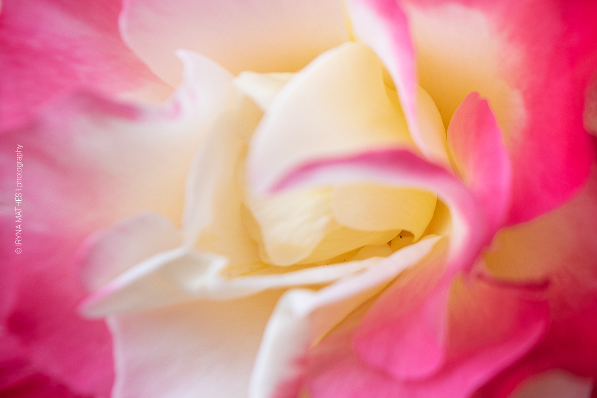 Makroaufnahme von eine Rose. Blumen Welten bei Iryna Mathes Fotografin