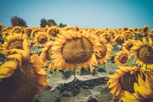 Sonnenblumen. Natur Photography