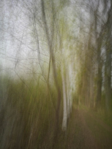 Einen Waldweg mit Birken mit Licht gemalt