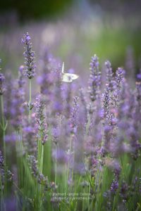 Lavendel und Schmetterling. Natur Fotografie . Sommer 2021