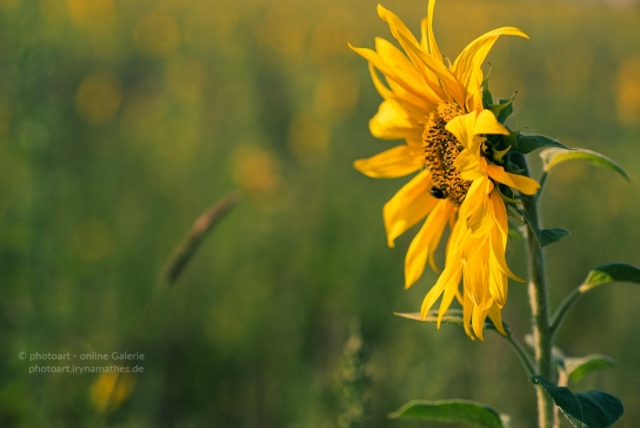 Sonnenblume. Natur Fotografie