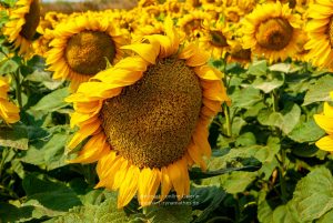Sonnenblumen. Ukraine. Naturfotografie