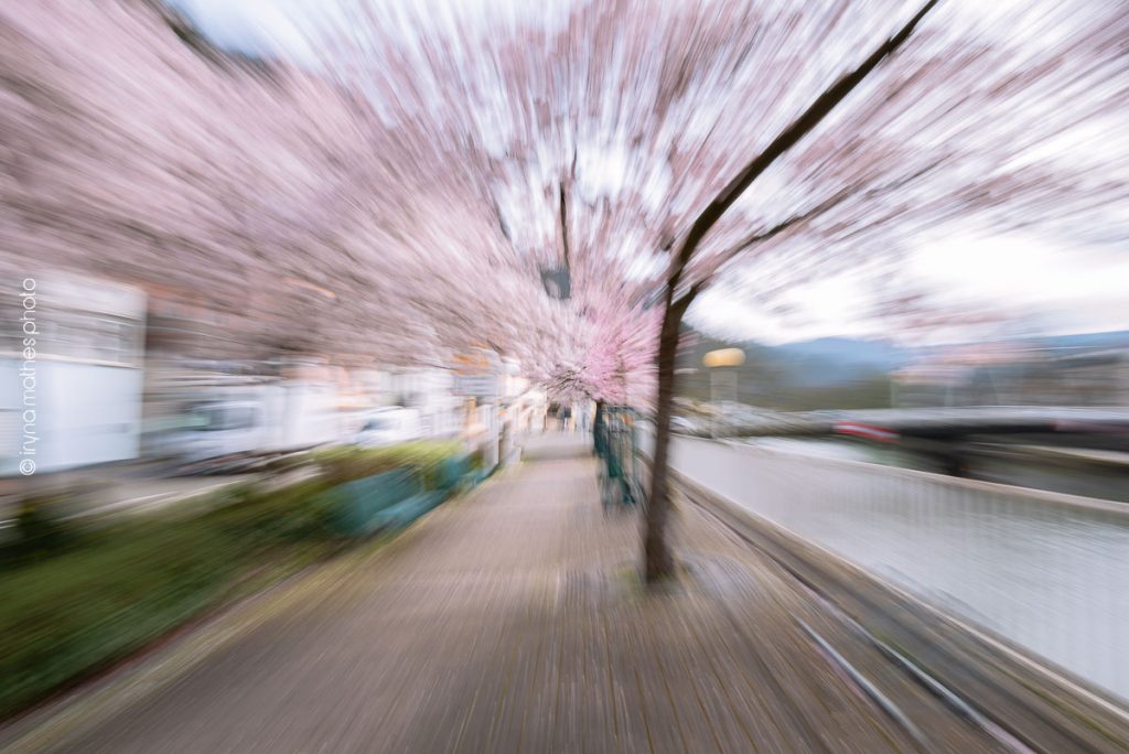 Kreatives Chaos mit Kirschbäumen im Bad-Ems. Abstrakte Fotografie